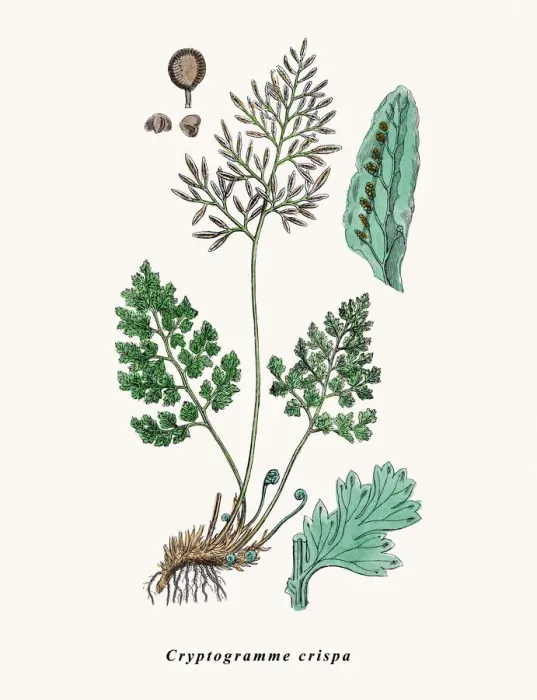 Framed Print : Parsley fern Framed Print : Parsley fern