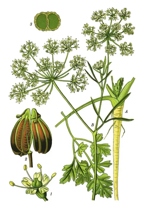 Framed Print : Parsley or garden parsley Framed Print : Parsley or garden parsley