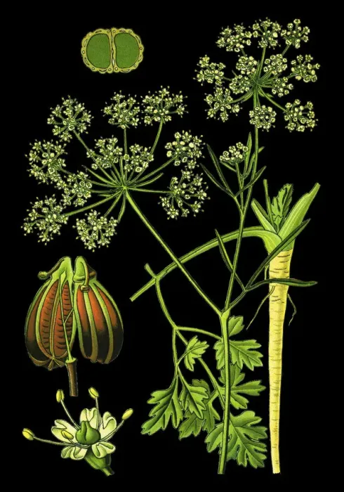 Framed Print : Parsley or garden parsley Framed Print : Parsley or garden parsley