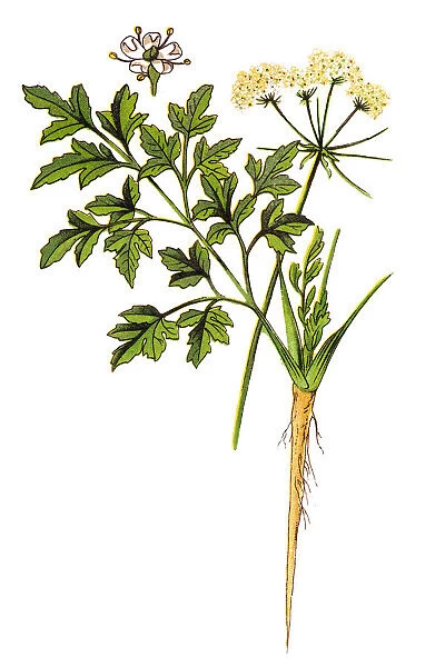 Parsley or garden parsley (Petroselinum crispum)