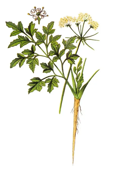 Framed Print : Parsley or garden parsley (Petroselinum crispum) Framed Print : Parsley or garden parsley (Petroselinum crispum)