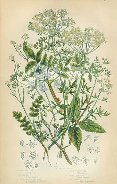Parsley, Honewort, Cryptotaenia, Marshwort, Goutweed, Victorian Botanical Illustration