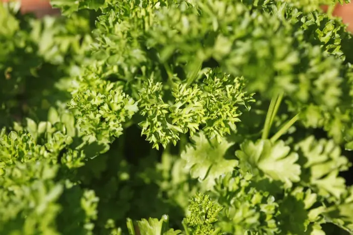 Framed Print : Parsley -Petroselinum crispum- Framed Print : Parsley -Petroselinum crispum-