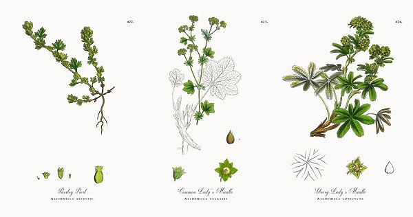 Parsley Piert, Alchemilla arvensis, Victorian Botanical Illustration, 1863