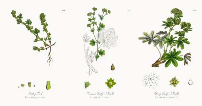 Framed Print : Parsley Piert, Alchemilla arvensis, Victorian Botanical Illustration, 1863 Framed Print : Parsley Piert, Alchemilla arvensis, Victorian Botanical Illustration, 1863