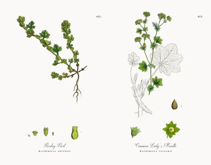 Framed Print : Parsley Piert, Alchemilla arvensis, Victorian Botanical Illustration, 1863 Framed Print : Parsley Piert, Alchemilla arvensis, Victorian Botanical Illustration, 1863