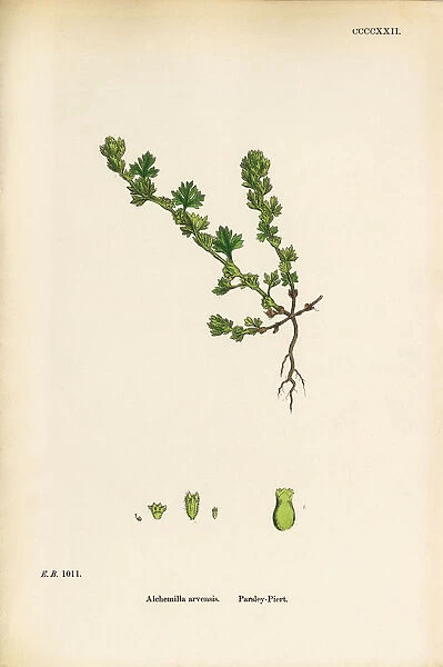 Parsley Piert, Alchemilla arvensis, Victorian Botanical Illustration, 1863