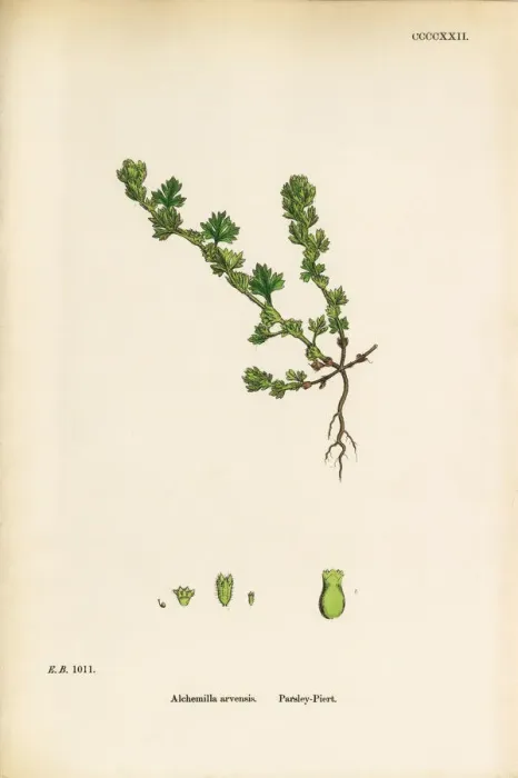 Framed Print : Parsley Piert, Alchemilla arvensis, Victorian Botanical Illustration, 1863 Framed Print : Parsley Piert, Alchemilla arvensis, Victorian Botanical Illustration, 1863