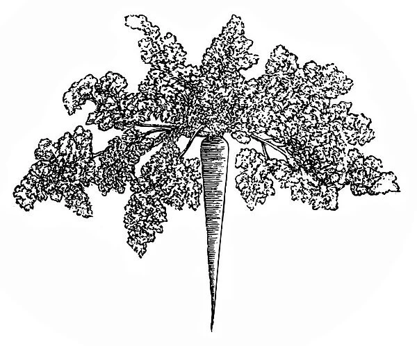 Parsley root