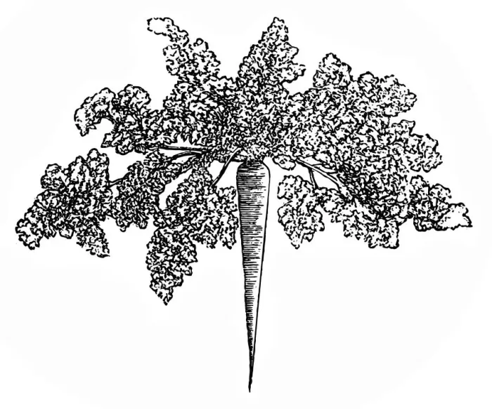 Framed Print : Parsley root