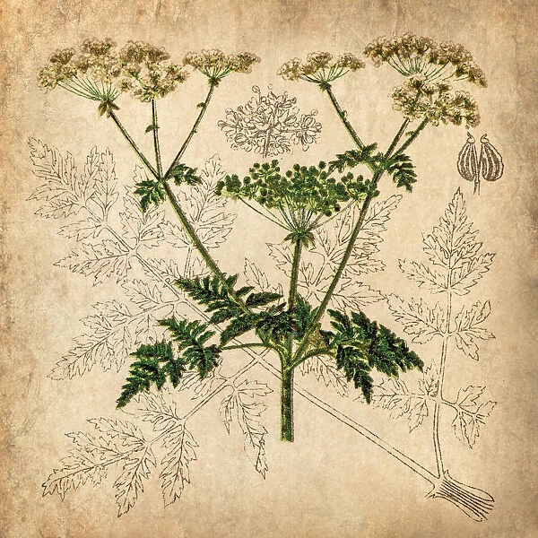 Parsnip, Coriander, Hartwort, Poison hemlock (Conium maculatum)