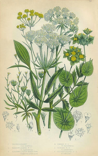 Parsnip, Haresear, Hareas Ear, Victorian Botanical Illustration