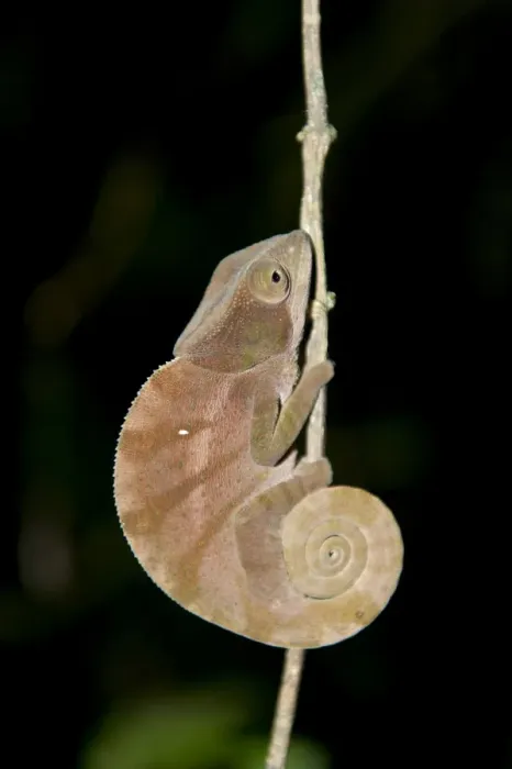 Framed Print : Parsons Chameleon -Calumma parsonii-, brown, curled tail, at night, Ranomafana National Park, Madagascar Framed Print : Parsons Chameleon -Calumma parsonii-, brown, curled tail, at night, Ranomafana National Park, Madagascar