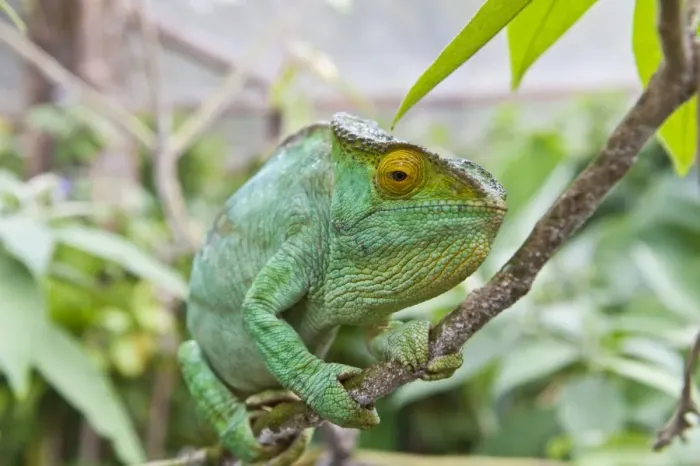 Framed Print : Parsons chameleon -Calumma parsonii-, female, Exotic Parc, Peyriar, Madagascar