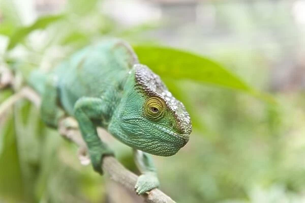 Parsons Chameleon -Calumma parsonii- on a branch, female, Exotic Parc, Peyriar, Madagascar