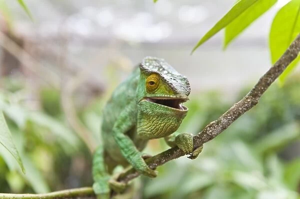 Parsons Chameleon -Calumma parsonii-, female, half-open mouth, Exotic Parc, Peyriar, Madagascar