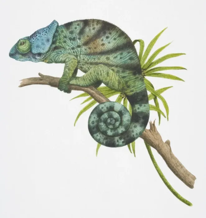 Framed Print : Parsons Chameleon, Calumma parsonii, side view Framed Print : Parsons Chameleon, Calumma parsonii, side view