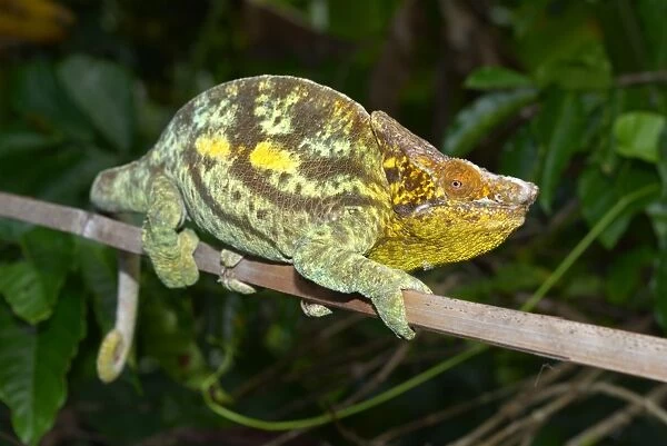 Parsons Giant Chameleon -Calumma parsonii parsonii-, Voimana, Ost-Madagaskar, Madagascar