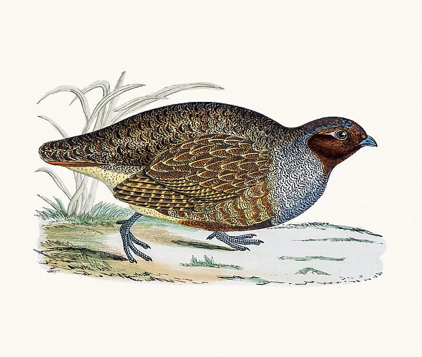 Partridge. A photograph of an original hand-colored engraving