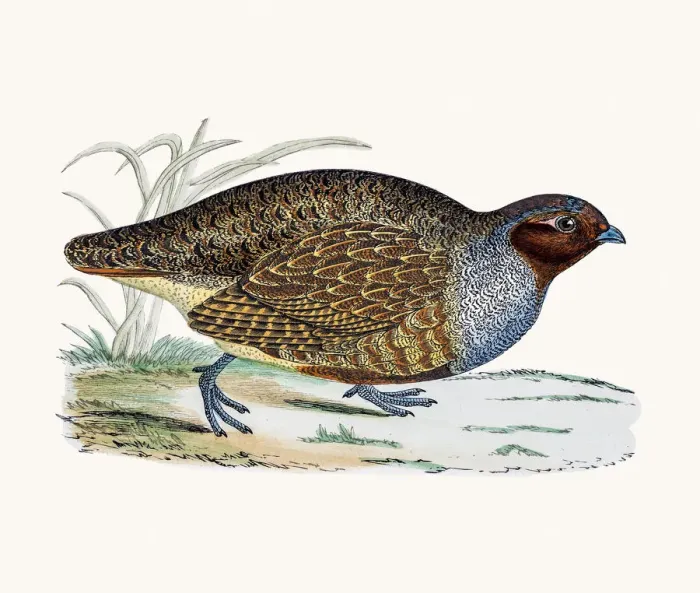 Framed Print : Partridge. A photograph of an original hand-colored engraving Framed Print : Partridge. A photograph of an original hand-colored engraving