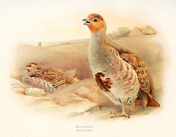 Partridge bird color plate 1900