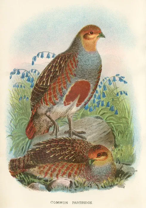 Framed Print : Partridge birds from Great Britain 1897 Framed Print : Partridge birds from Great Britain 1897