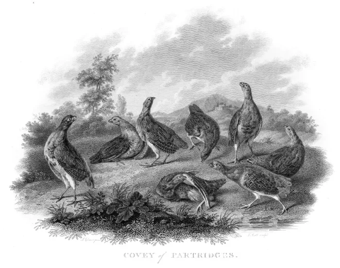 Framed Print : Partridges engraving 1802 Framed Print : Partridges engraving 1802
