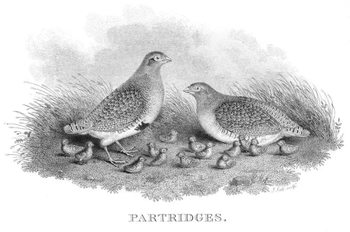 Framed Print : Partridges engraving 1802