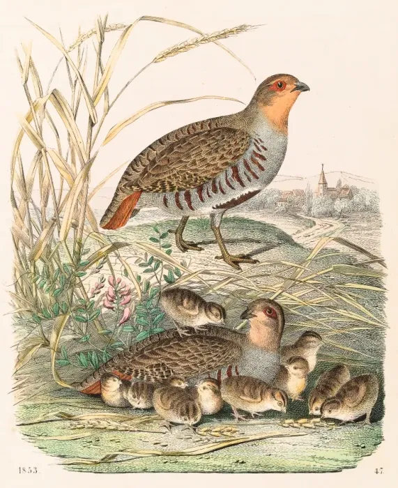 Framed Print : Partridges engraving 1853 Framed Print : Partridges engraving 1853