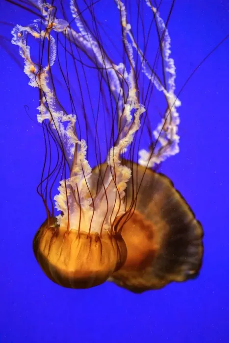 Framed Print : Pasific Sea Nettle Framed Print : Pasific Sea Nettle