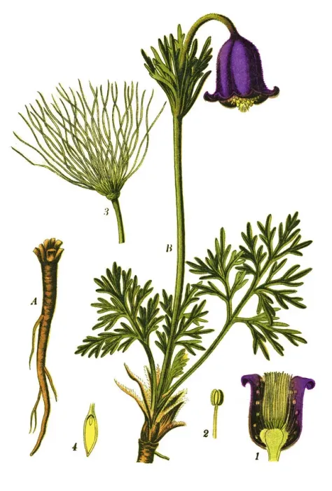 Framed Print : pasque flower