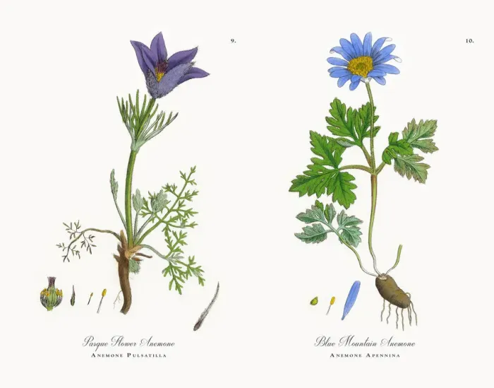 Framed Print : Pasque Flower Anemone, Anemone Pulsatilla, Victorian Botanical Illustration, 1863 Framed Print : Pasque Flower Anemone, Anemone Pulsatilla, Victorian Botanical Illustration, 1863