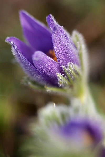 Pasque Flower or Danes Blood -Pulsatilla vulgaris-, Ingolstadt, Bavaria, Germany, Europe