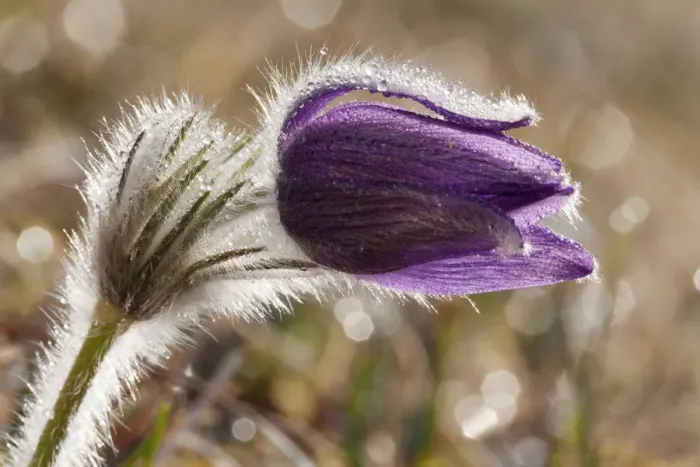 Framed Print : Pasque Flower or Danes Blood -Pulsatilla vulgaris-, Ingolstadt, Bavaria, Germany, Europe Framed Print : Pasque Flower or Danes Blood -Pulsatilla vulgaris-, Ingolstadt, Bavaria, Germany, Europe