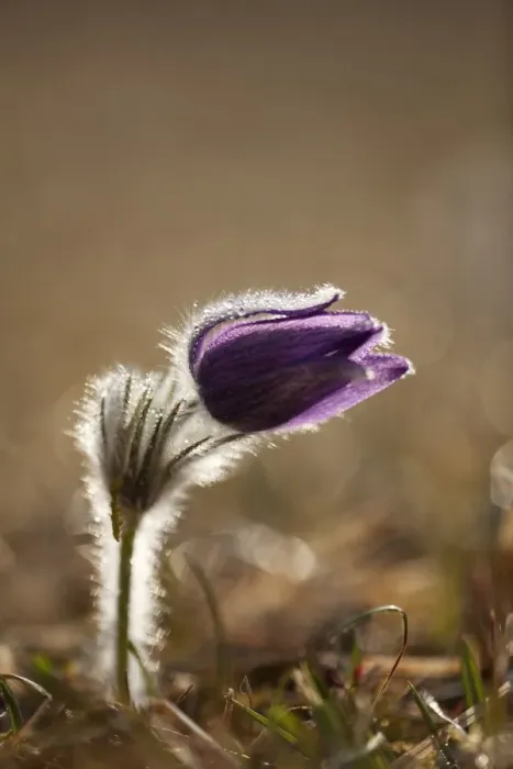 Framed Print : Pasque Flower or Danes Blood -Pulsatilla vulgaris-, Ingolstadt, Bavaria, Germany, Europe Framed Print : Pasque Flower or Danes Blood -Pulsatilla vulgaris-, Ingolstadt, Bavaria, Germany, Europe