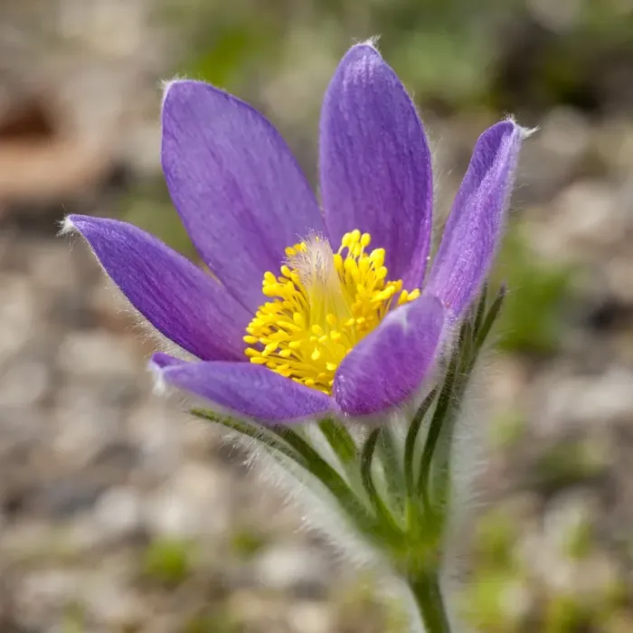 Framed Print : Pasque Flower -Pulsatilla vulgaris-