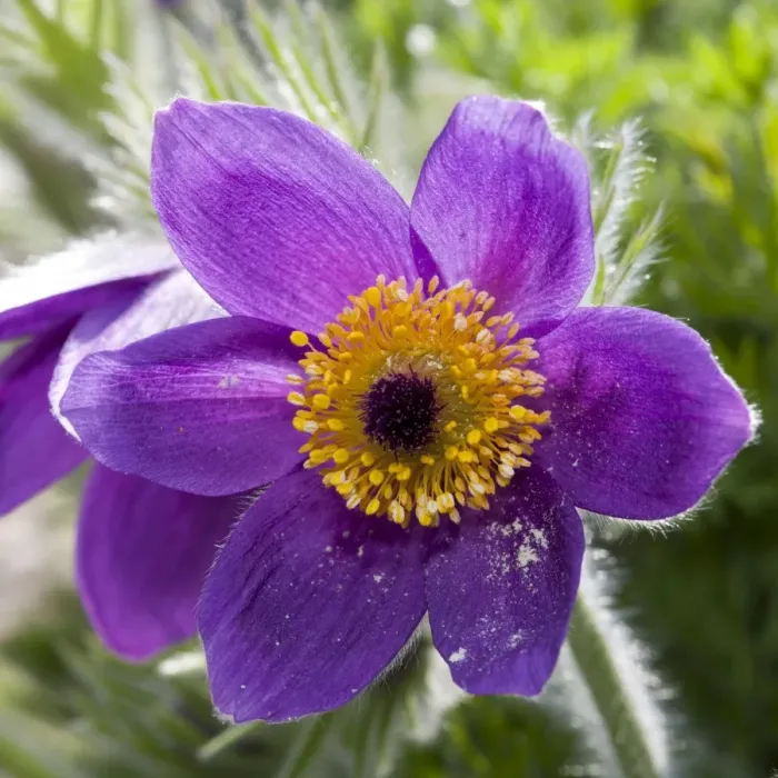 Framed Print : Pasque Flower -Pulsatilla vulgaris- Framed Print : Pasque Flower -Pulsatilla vulgaris-