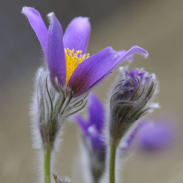 Pasque Flower -Pulsatilla vulgaris-, group of flowers, Biosphere Reserve Swabian Alb, Baden-Wurttemberg, Germany