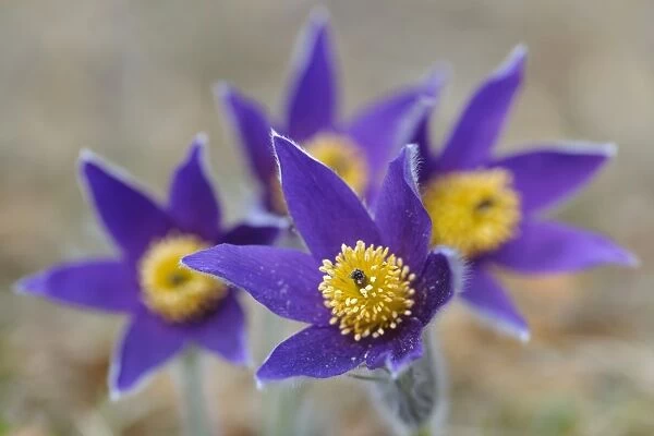 Pasque Flower -Pulsatilla vulgaris-, group of flowers, Biosphere Reserve Swabian Alb, Baden-Wurttemberg, Germany