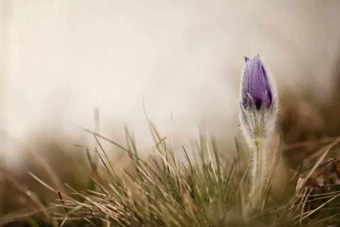 Framed Print : Pasque flower -Pulsatilla vulgaris-, Ingolstadt, Bavaria, Germany, Europe