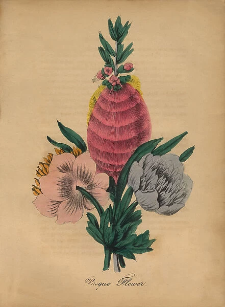 Pasque Flower Victorian Botanical Illustration