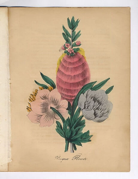 Pasque Flower Victorian Botanical Illustration