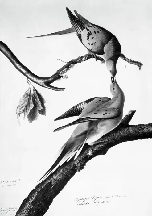 Framed Print : Passenger Pigeon by John James Audubon Framed Print : Passenger Pigeon by John James Audubon
