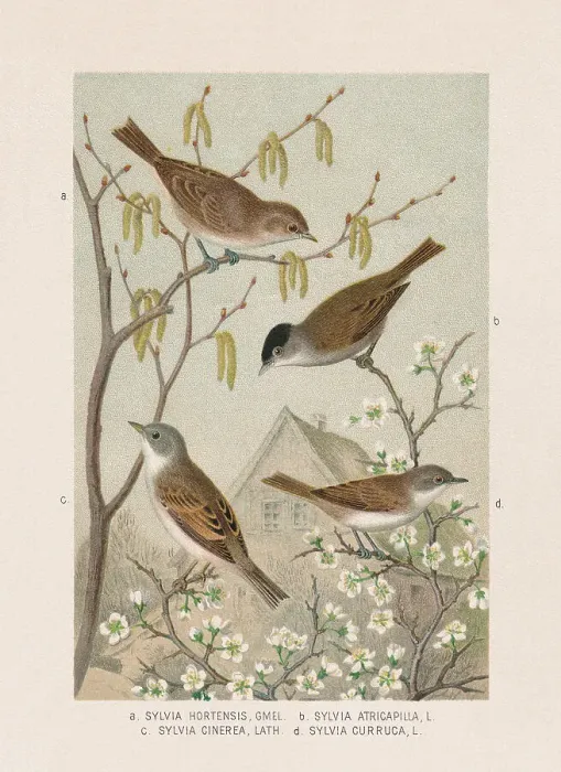 Framed Print : Passeriformes: Sylviidae, chromolithograph, published in 1887 Framed Print : Passeriformes: Sylviidae, chromolithograph, published in 1887