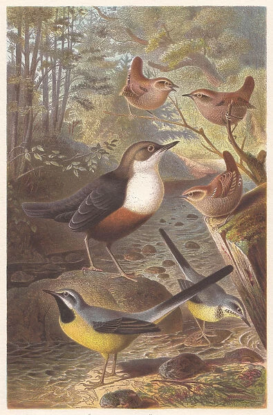 Passerine birds, lithograph, published in 1882
