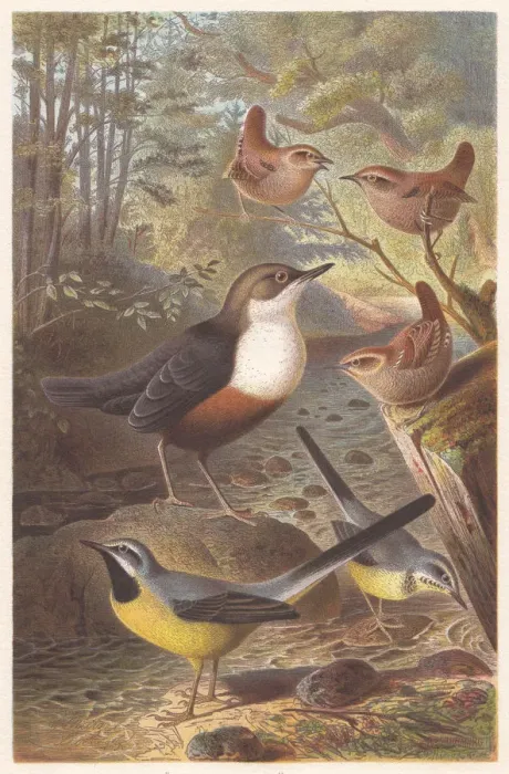 Framed Print : Passerine birds, lithograph, published in 1882 Framed Print : Passerine birds, lithograph, published in 1882
