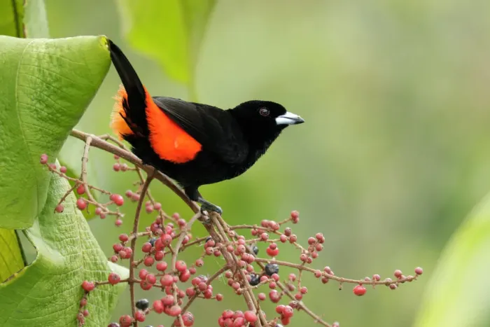 Framed Print : Passerinis Tanager