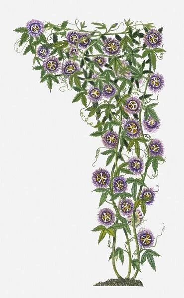 Passiflora Incarnata (Wild Passion Flower) with purple flowers and green leaves on climbing stems