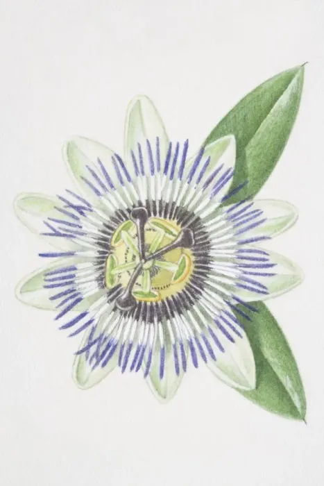Framed Print : Passiflora, passion flower Framed Print : Passiflora, passion flower