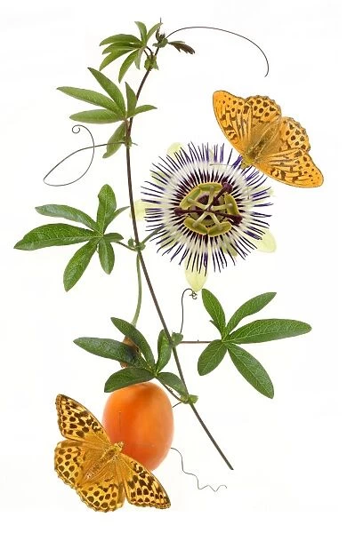 Passion. Silver washed fritillaries on passion flower and fruit